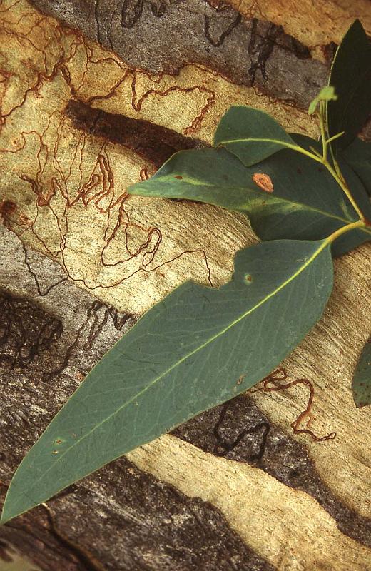 WT 0400 058-35 Australia.jpg